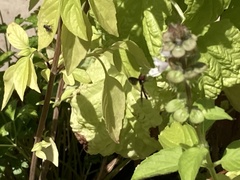 Ocyptamus fuscipennis