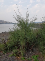 Salix exigua