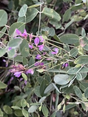 Lespedeza