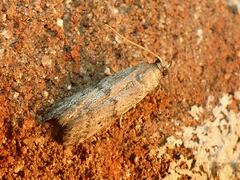 Phycitini