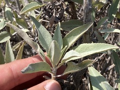 Salvia apiana