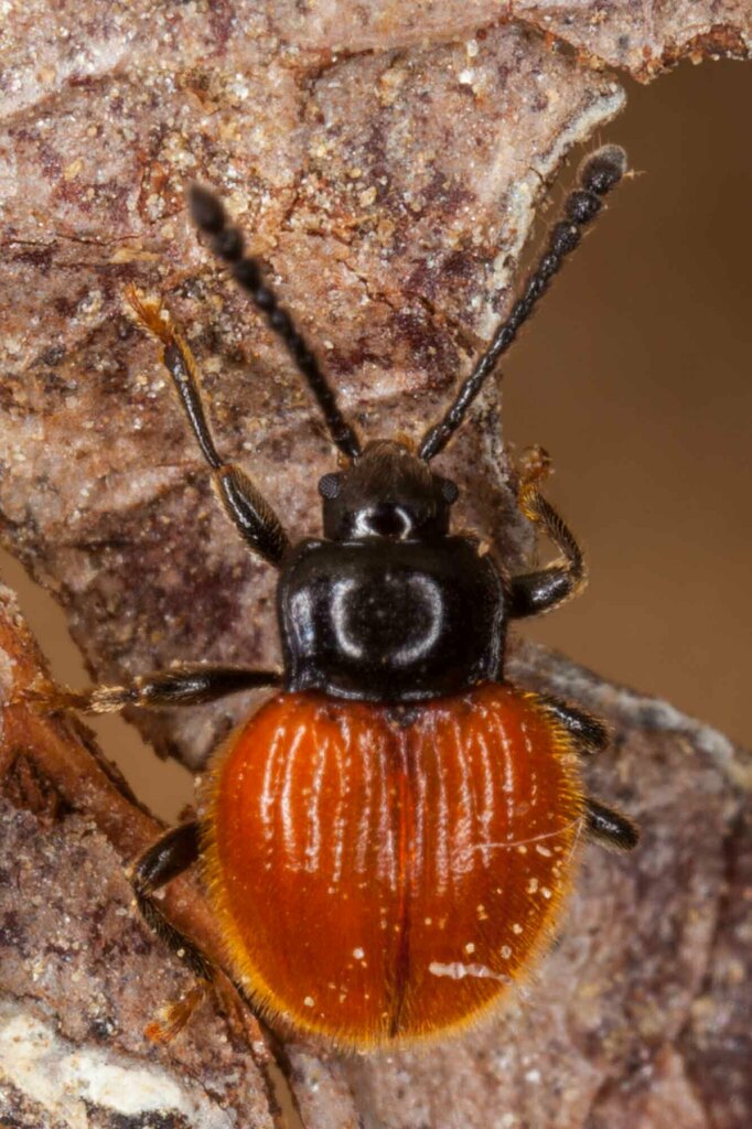 Paniegena