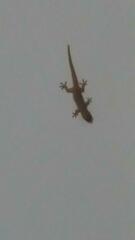 Hemidactylus