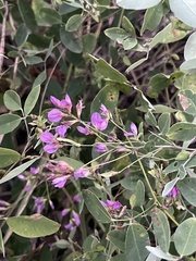 Lespedeza