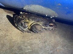 Leptodactylus savagei