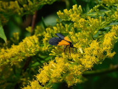 Lycomorpha pholus