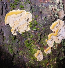 Antrodiella