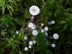 Collybia