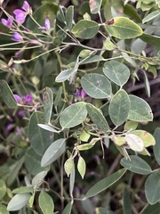 Lespedeza