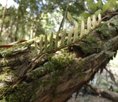 Pleopeltis polypodioides
