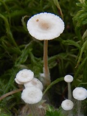 Collybia