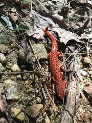 Pseudotriton ruber