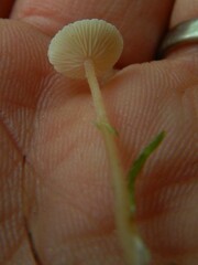 Collybia
