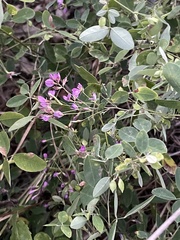 Lespedeza