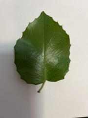 Prunus ilicifolia