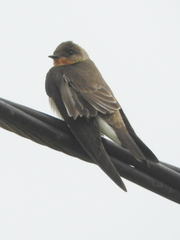 Stelgidopteryx ruficollis