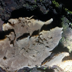 Antrodiella