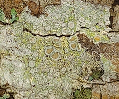Lecanora carpinea