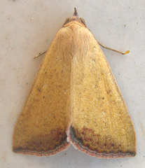 Phytometra subflavalis