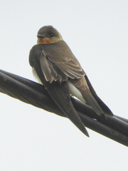 Stelgidopteryx ruficollis