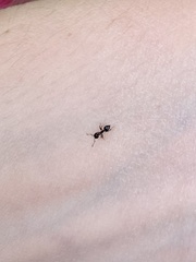 Crematogaster ashmeadi