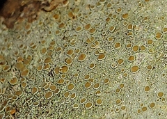 Lecanora carpinea