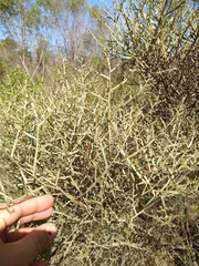 Baccharis articulata