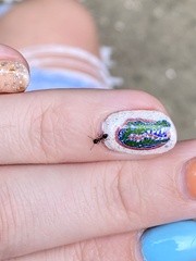 Crematogaster ashmeadi