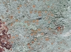 Lecanora carpinea
