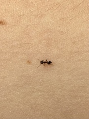 Crematogaster ashmeadi