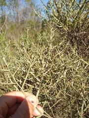 Baccharis articulata