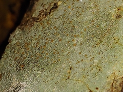 Lecanora carpinea