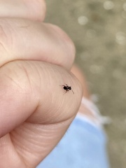 Crematogaster ashmeadi