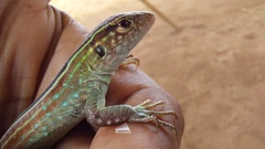 Cnemidophorus gramivagus