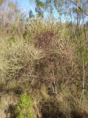 Baccharis articulata