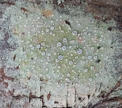 Lecanora carpinea
