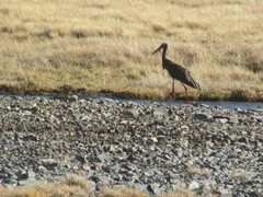 Ciconia nigra