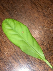 Heraclides cresphontes