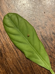 Heraclides cresphontes