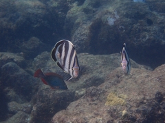 Chaetodon striatus