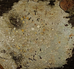Lecanora carpinea