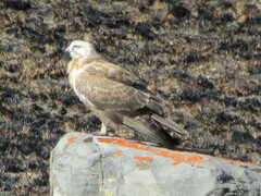 Buteo hemilasius