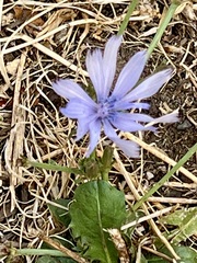 Cichorium intybus