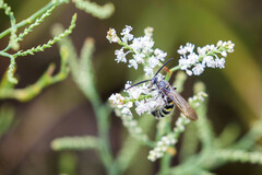 Dielis plumipes