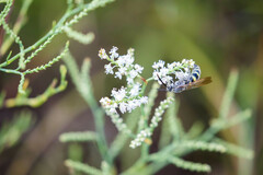 Dielis plumipes