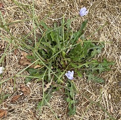Cichorium intybus
