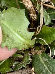 Cichorium intybus