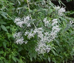 Eupatorium serotinum