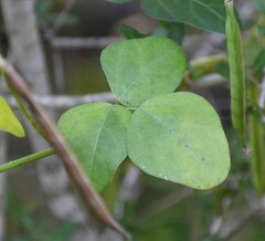 Strophostyles helvola