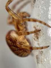 Araneus iviei